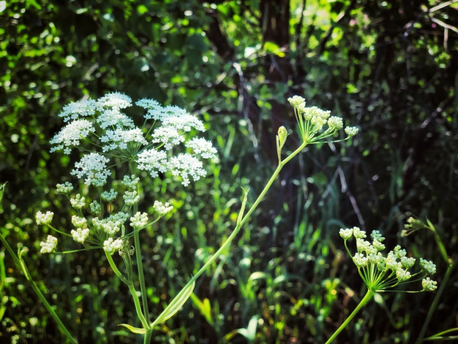 Болиголов пятнистый