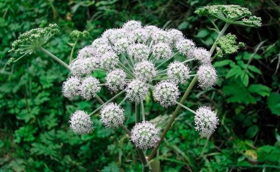 Болиголов крапчатый