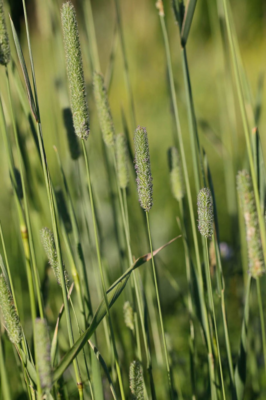 Тимофеевка Луговая Phleum pratense l.