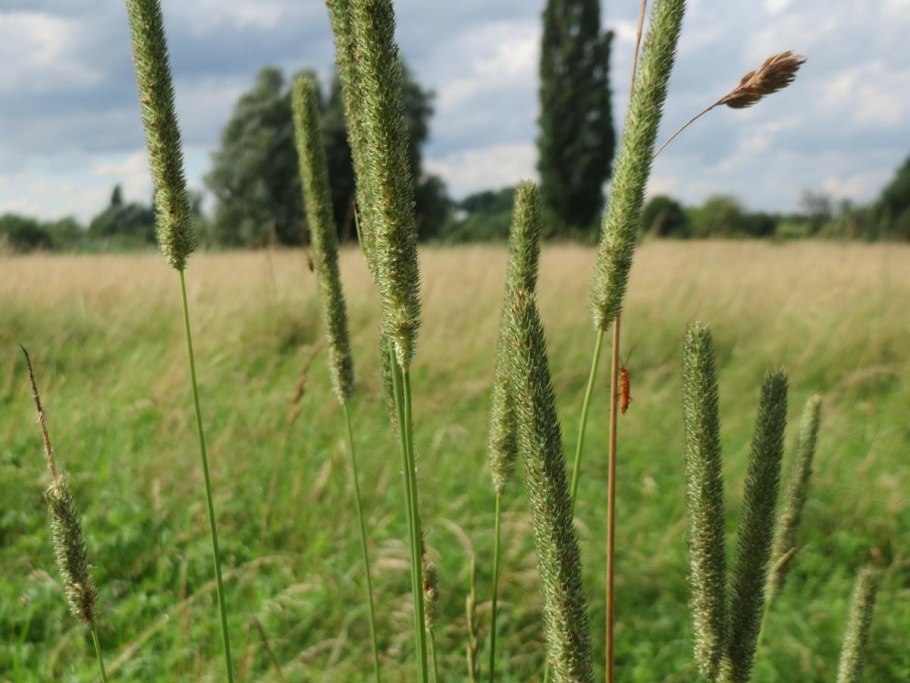 Тимофеевка Песчаная