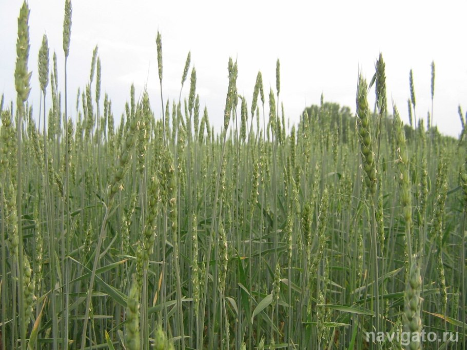 Тимофеевка трава