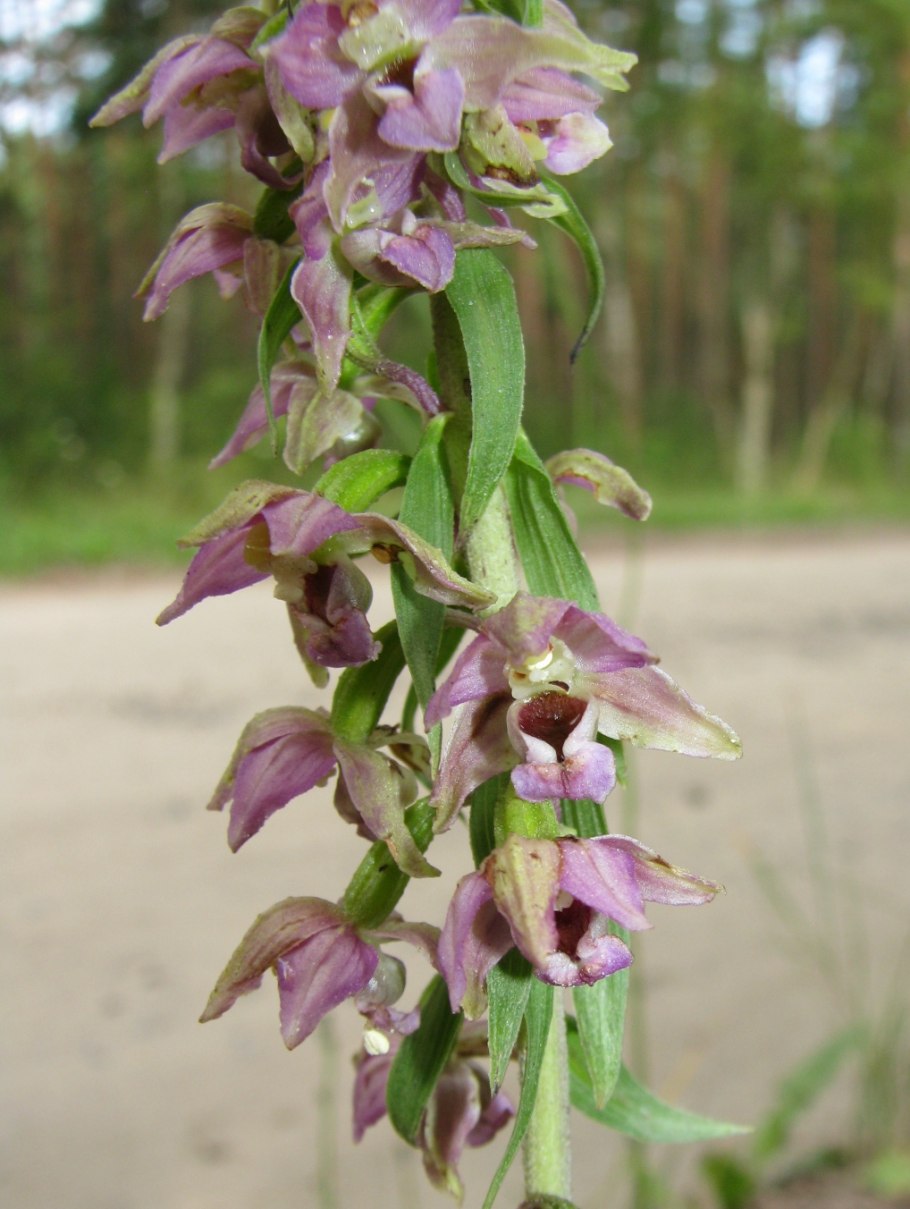 Подмосковные орхидеи Лесные