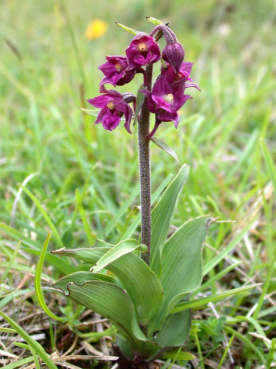 Растения с бордовым стеблем Лесные