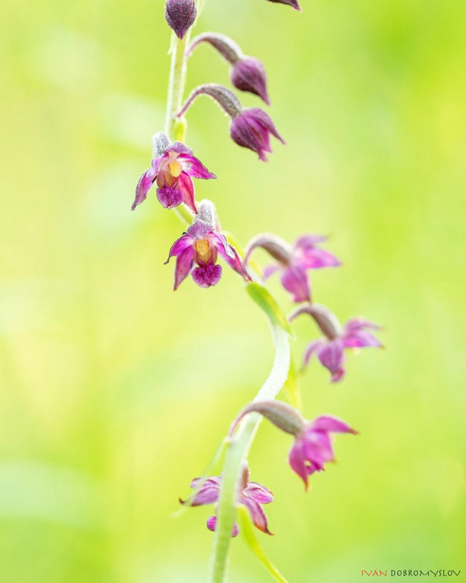 Орхидея Дремлик широколистный