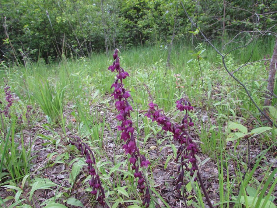 Дремлик зимовниковый Epipactis helleborine (l.) Crantz