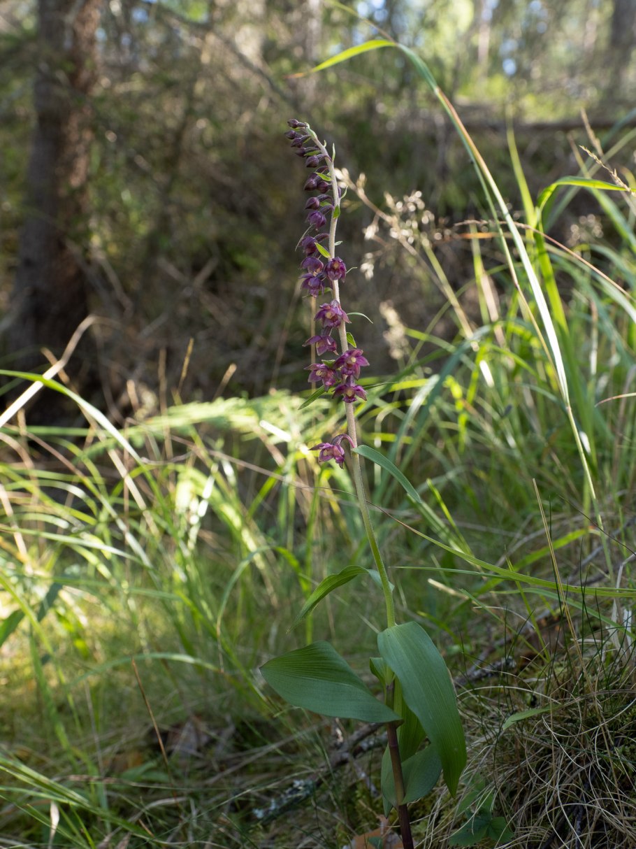 Дремлик зимовниковый – Epipactis helleborine