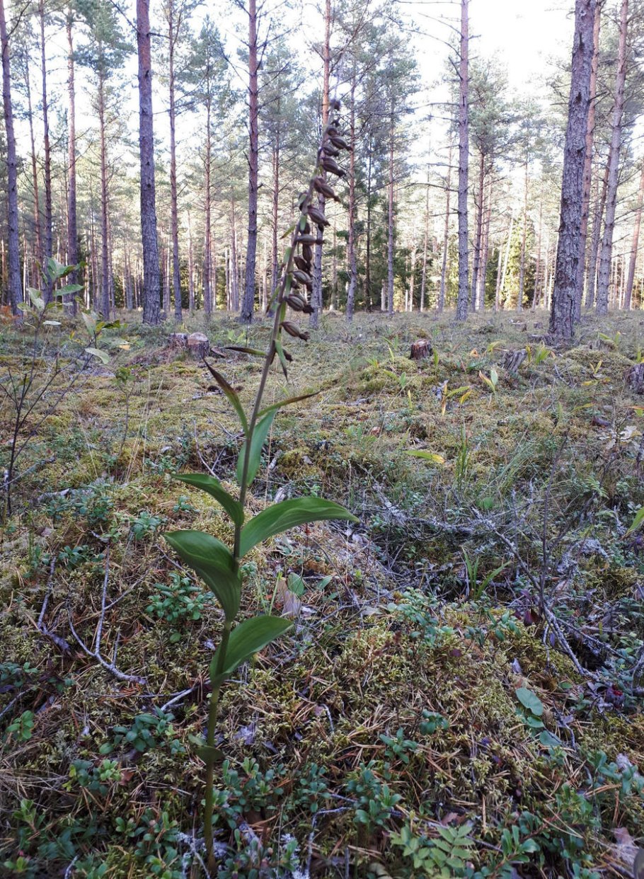 Ятрышничек Альпийский