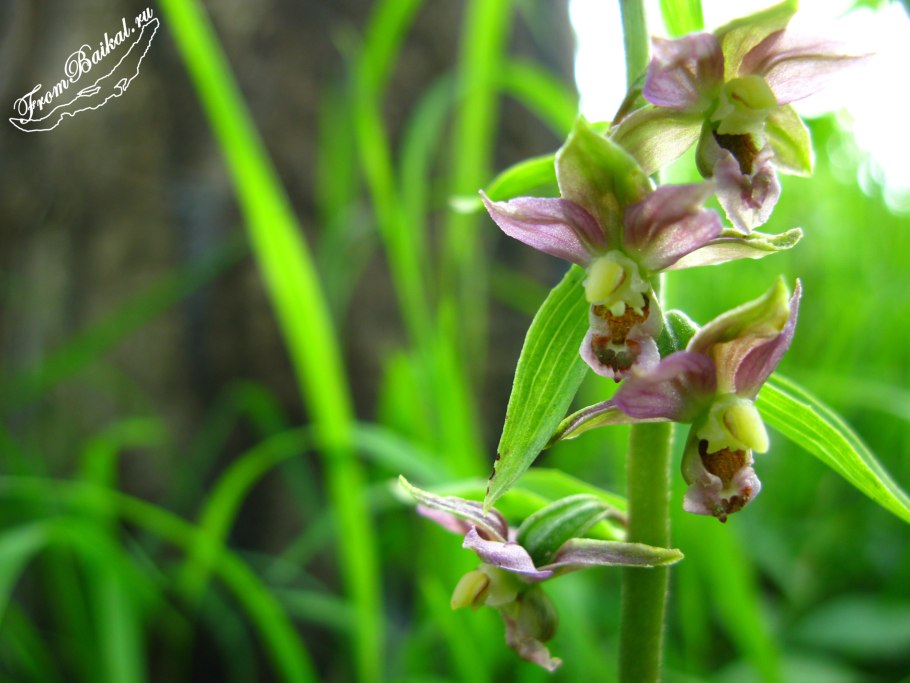 Дремлик зимовниковый – Epipactis helleborine