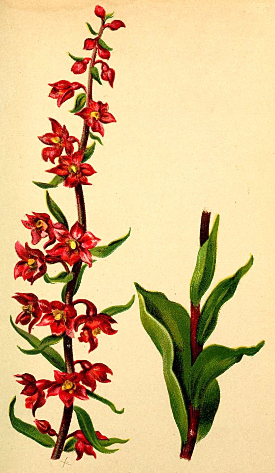 Дремлик темно-красный (Epipactis atrorubens)