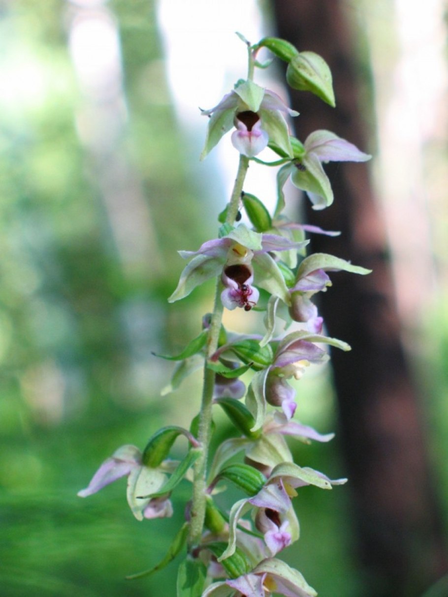 Epipactis prolifera показать описание