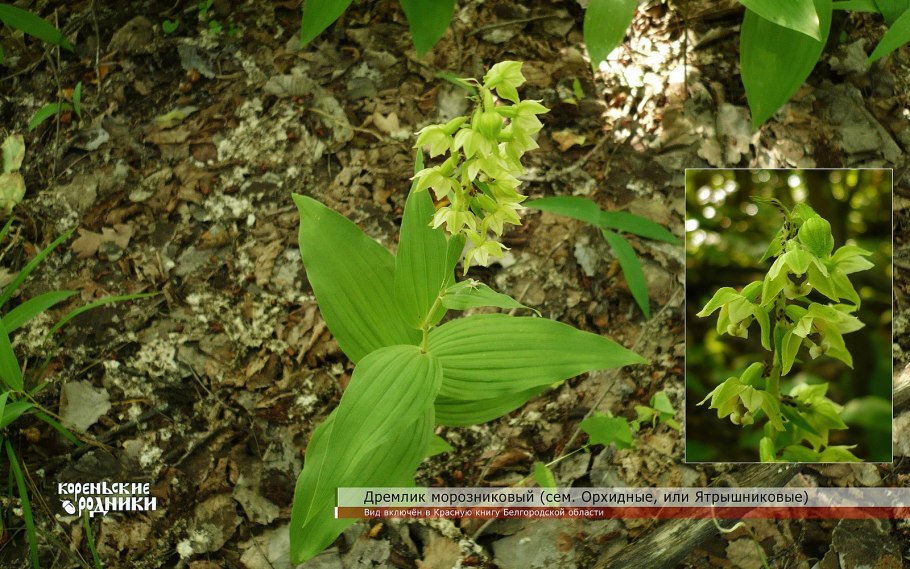 Любка двулистная шпорец