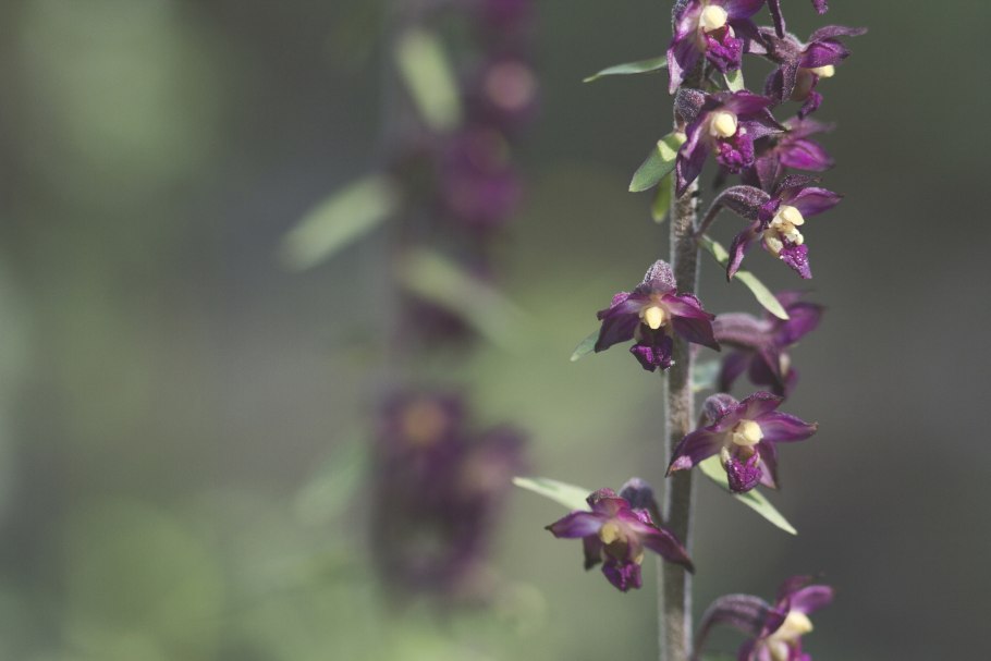Epipactis thunbergii