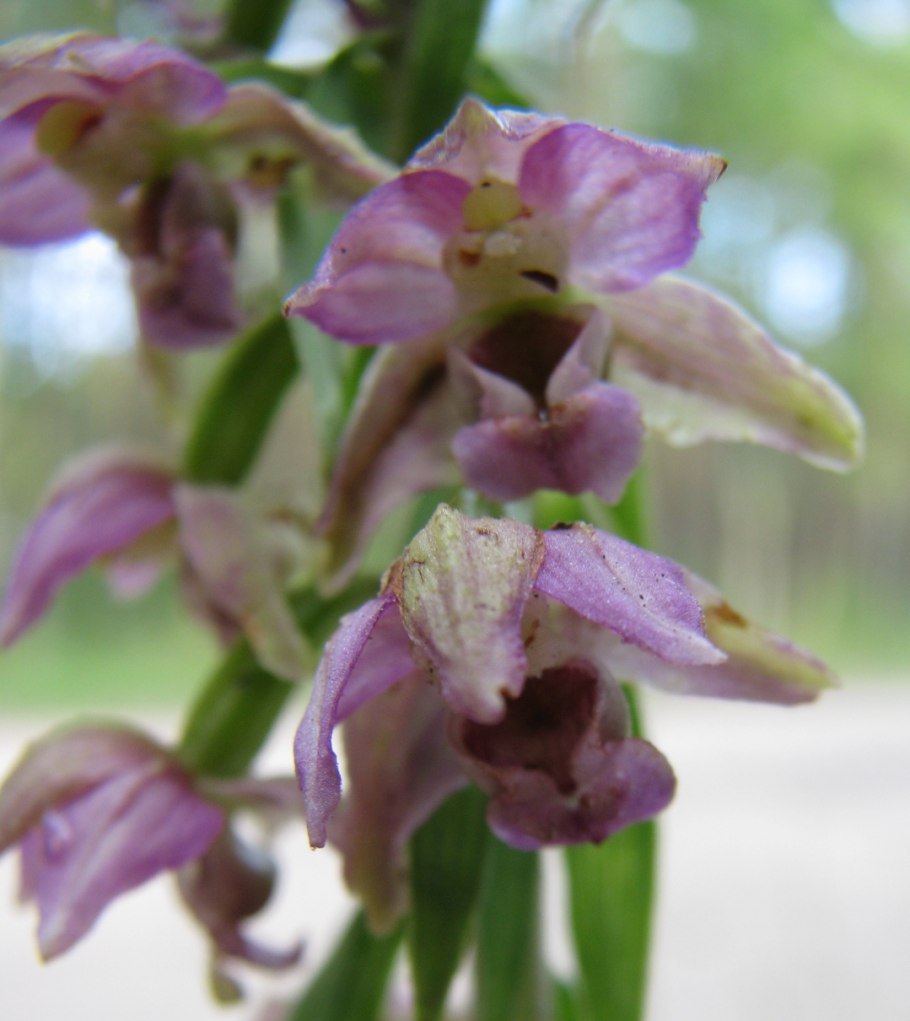 Орхидеи Дремлик Лесной размер