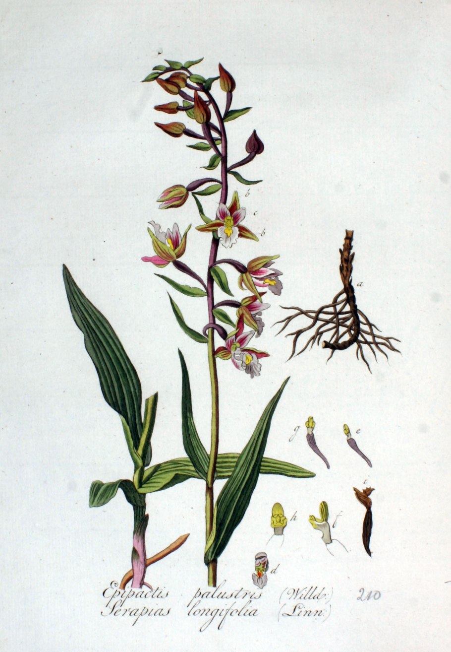 Травянистые растения произрастающие на территории Республики Адыгея