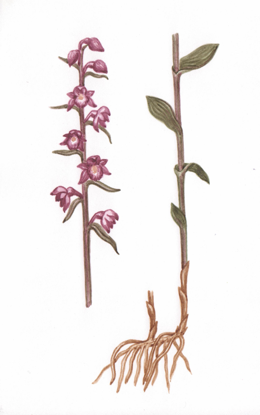 Дремлик болотный Ботаническая иллюстрация