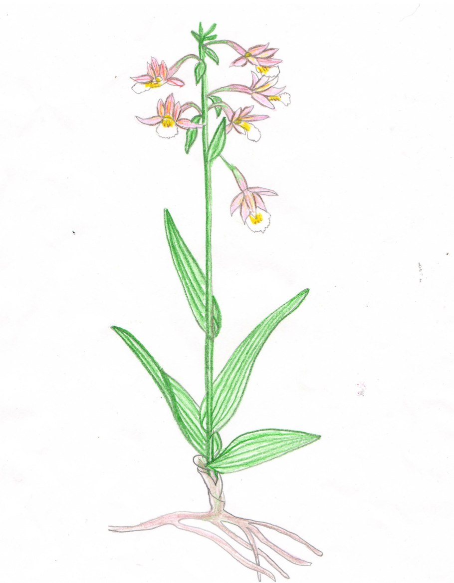 Балтийская Орхидея