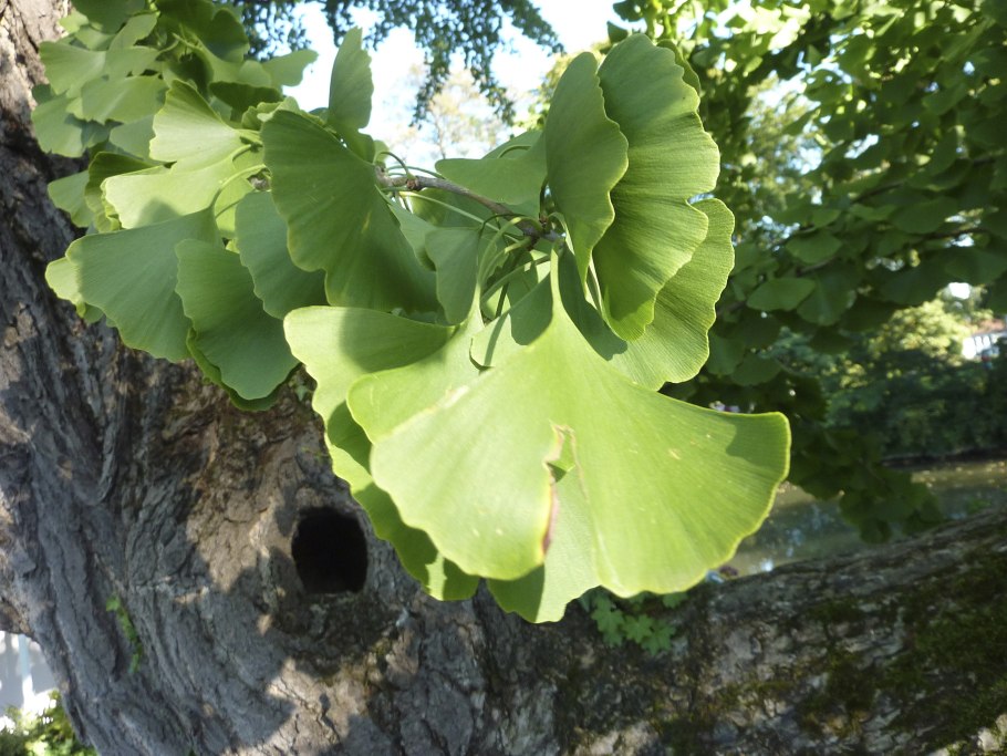 Орехи гинкго