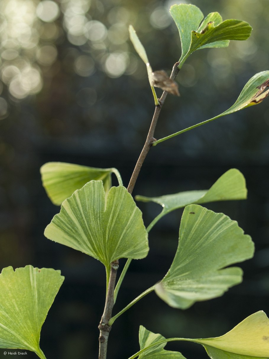 Как собирают гинкго билоба