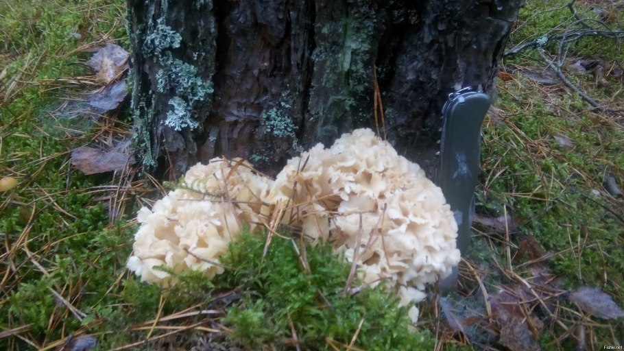 Спарассис пластинчатый