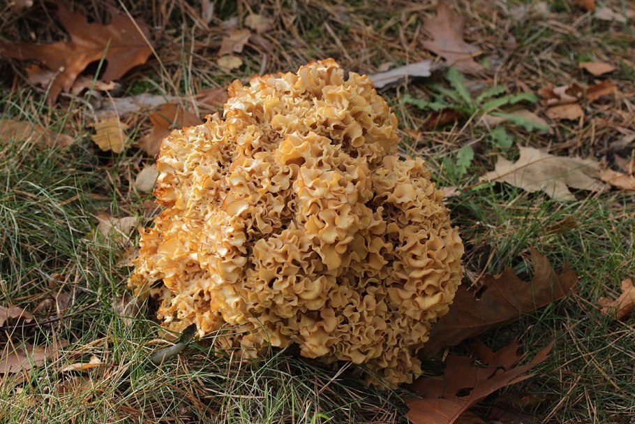 Спарассис курчавый грибная капуста