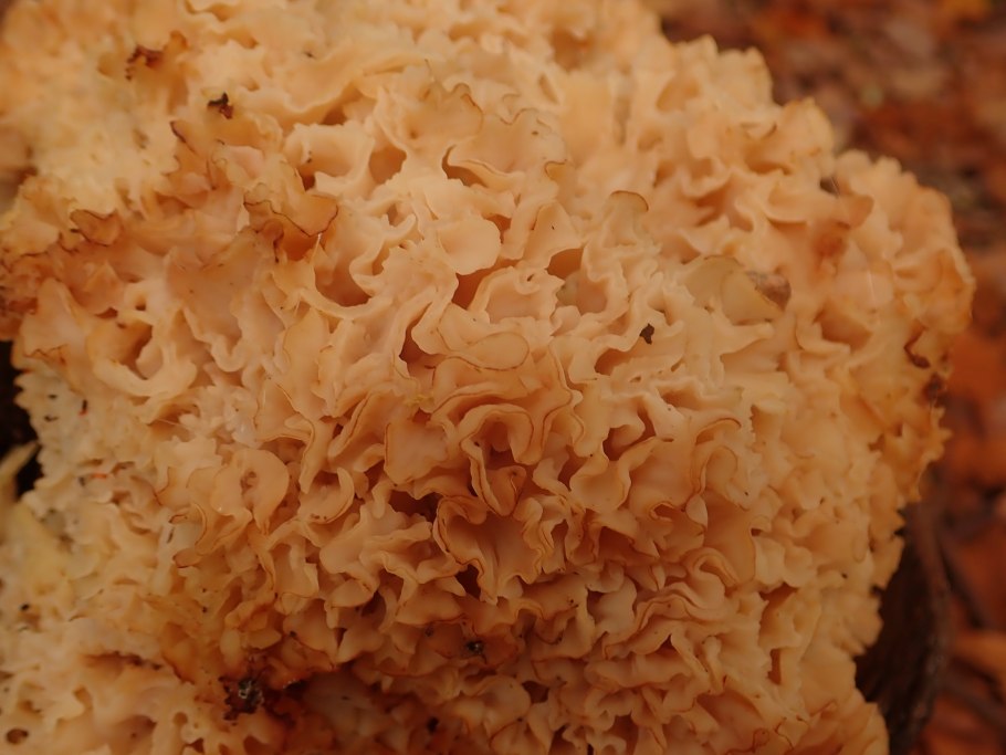 Спарассис курчавый (Sparassis crispa)