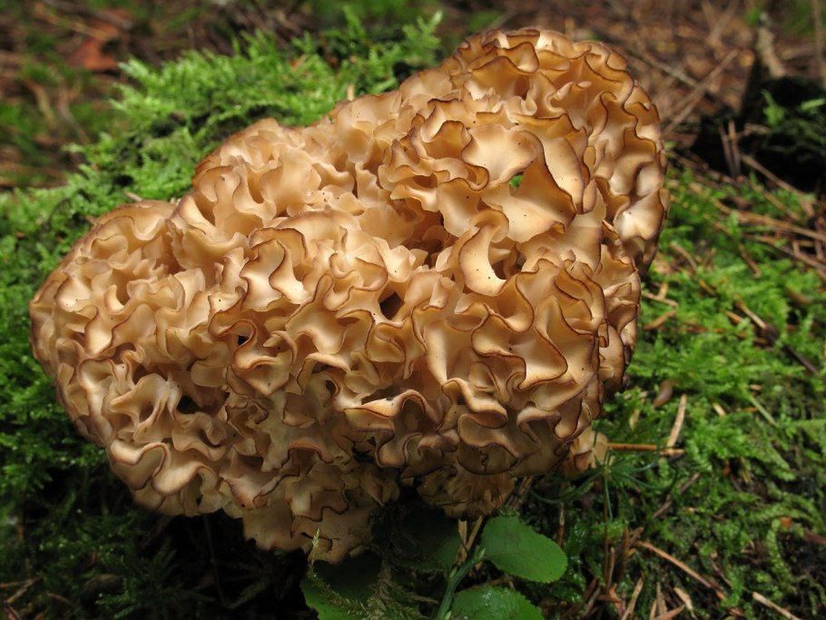 Спарассис курчавый