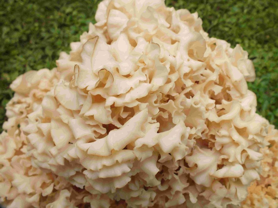 Спарассис курчавый