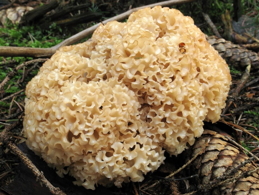 Спарассис Криспа