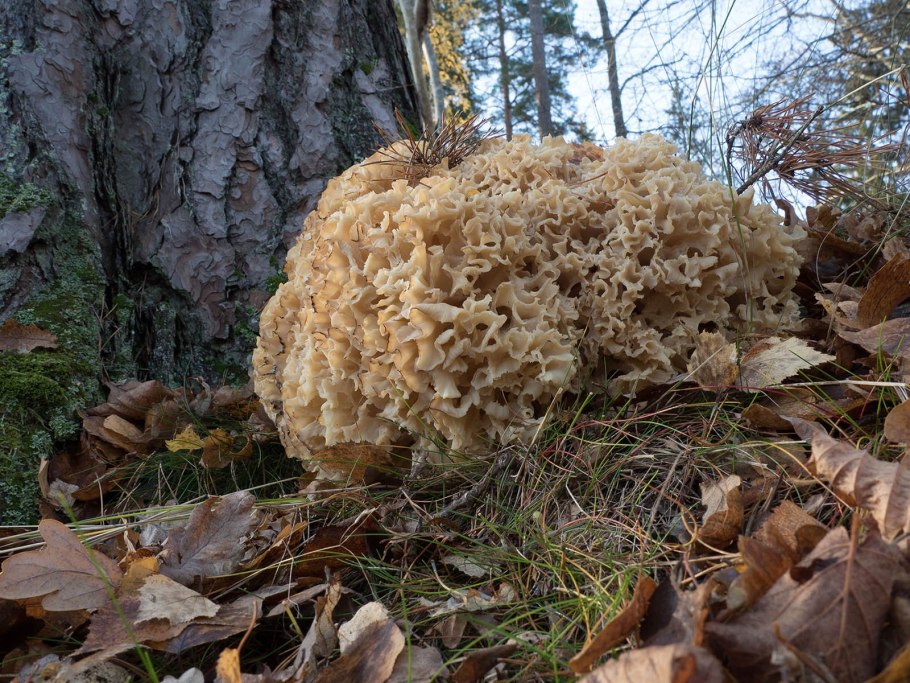 Ежовик ,грифола ,спарассис