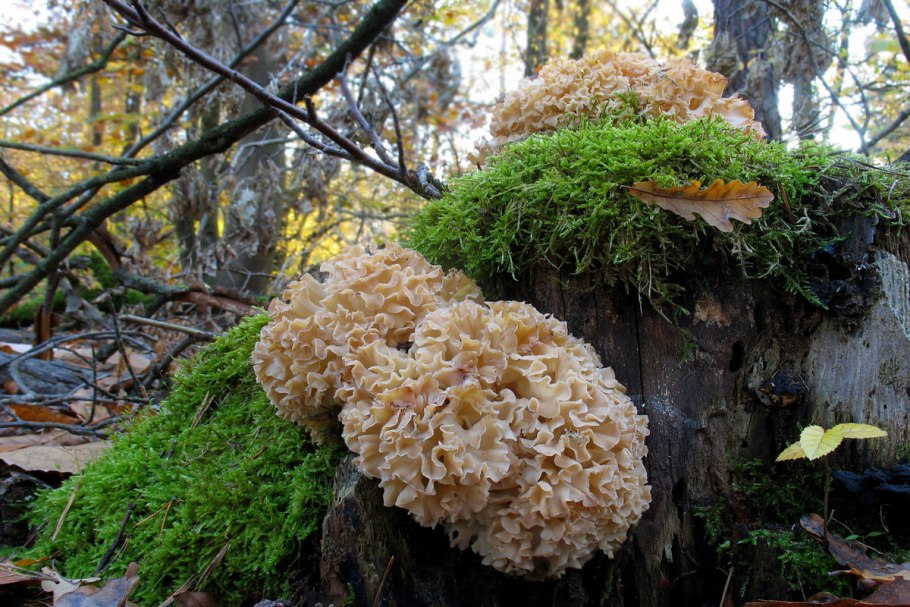 Спарассис весенне настроение