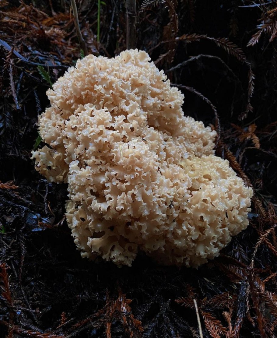 Спарассис курчавый грибная капуста