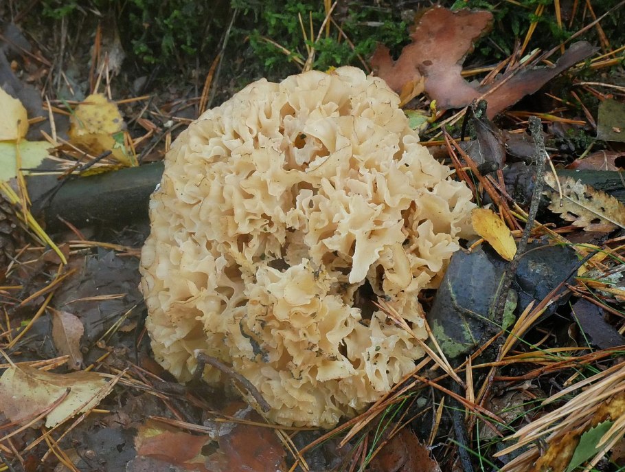 Спарассис курчавый