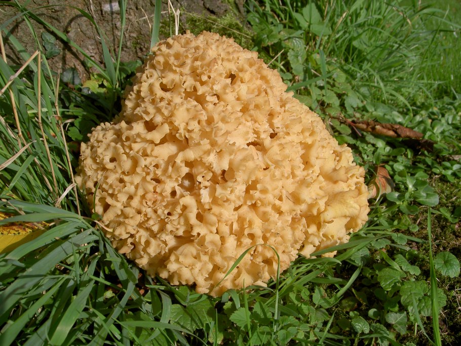 Спарассис лишайник