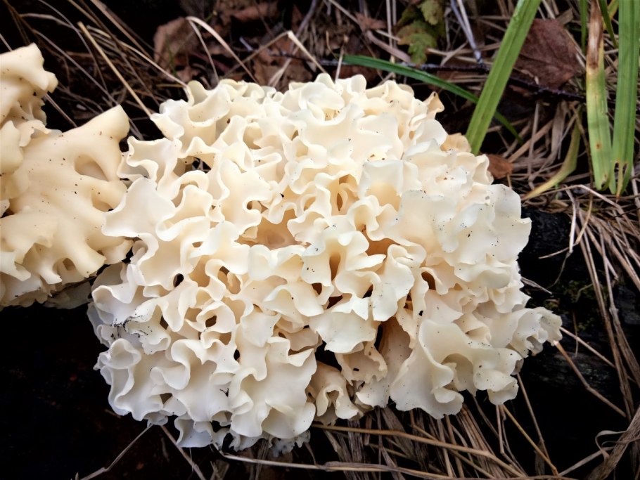 Гриб баран, спарассис кудрявый