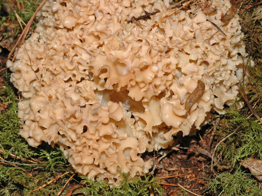 Спарассис курчавый