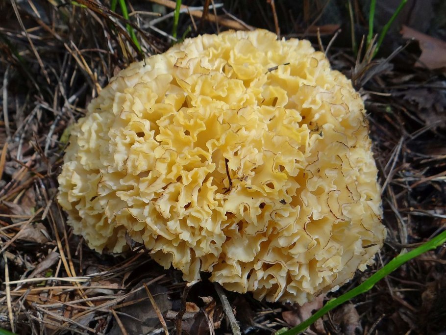 Спарассис курчавый ареал