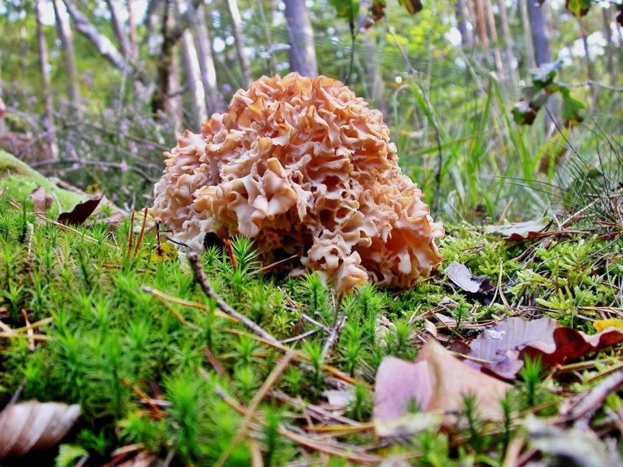 Гриб спарассис курчавый