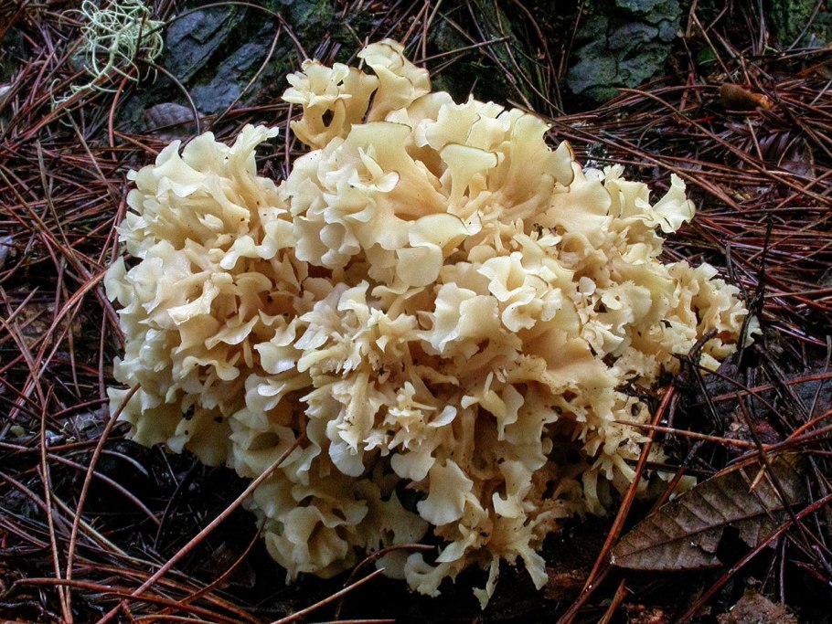 Гриб спарассис курчавый