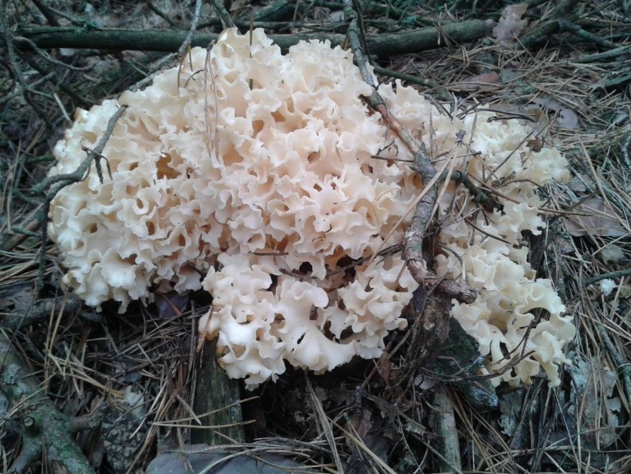 Гриб спарассис курчавый