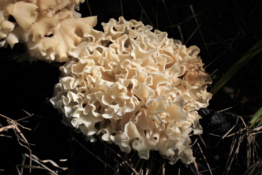 Кудрявый гриб в Марий Эл