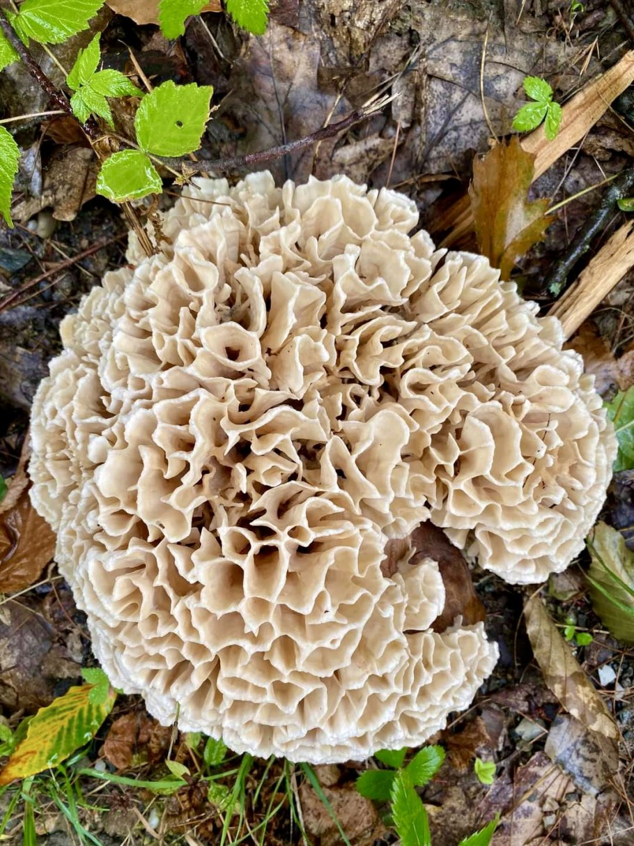 Как выглядит гриб спарассис ложный