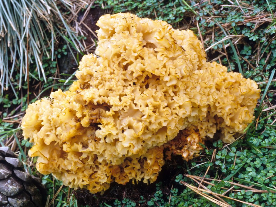 Спарассис курчавый