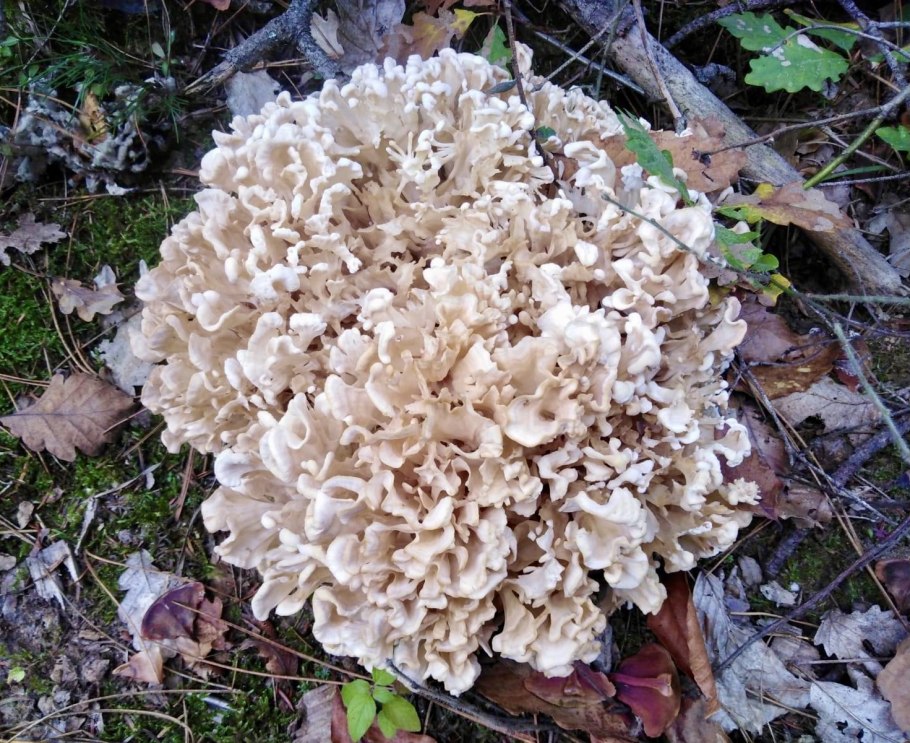 Sparassis crispa порошок