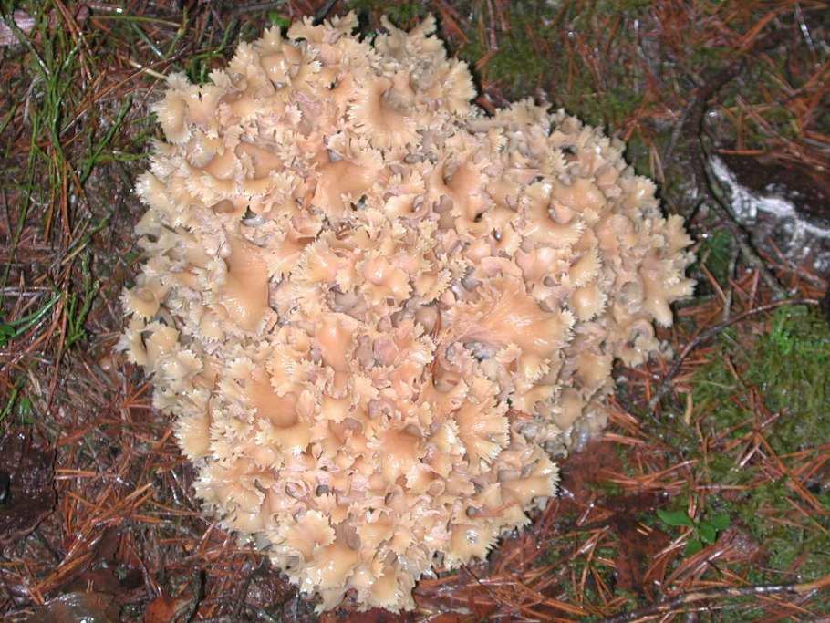 Ежовик ,грифола ,спарассис