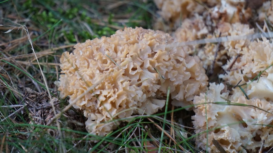 Спарассис курчавый