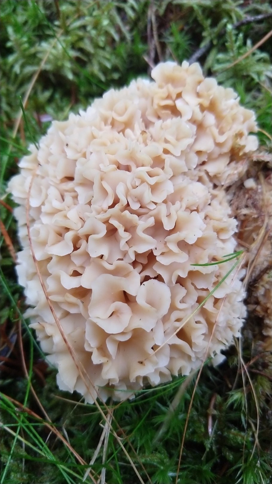 Гриб спарассис курчавый