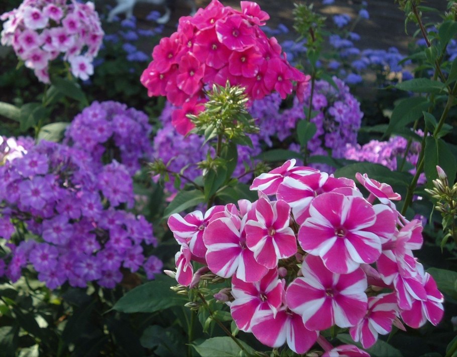 Флокс метельчатый Клеопатра