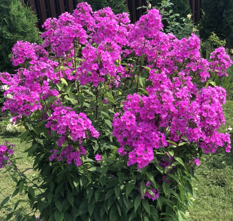 Флоксы метельчатые многолетние