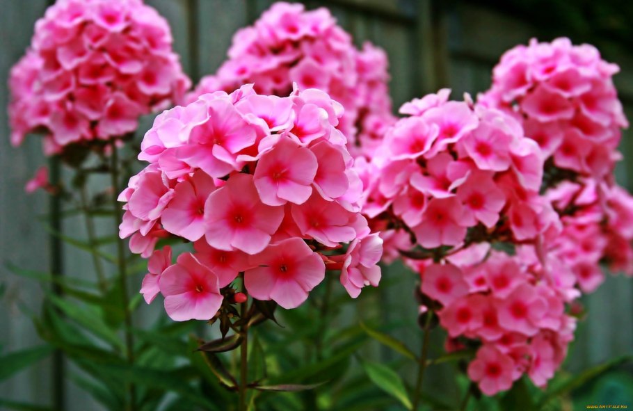 Флокс метельчатый Юлайт