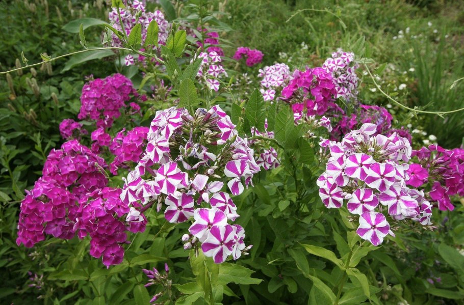 Флокс метельчатый Пикассо